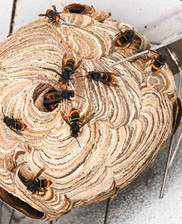 Asiatische Hornissen sind vor der Entfernung ihres Nests unter einem Dachvorsprung zu sehen.