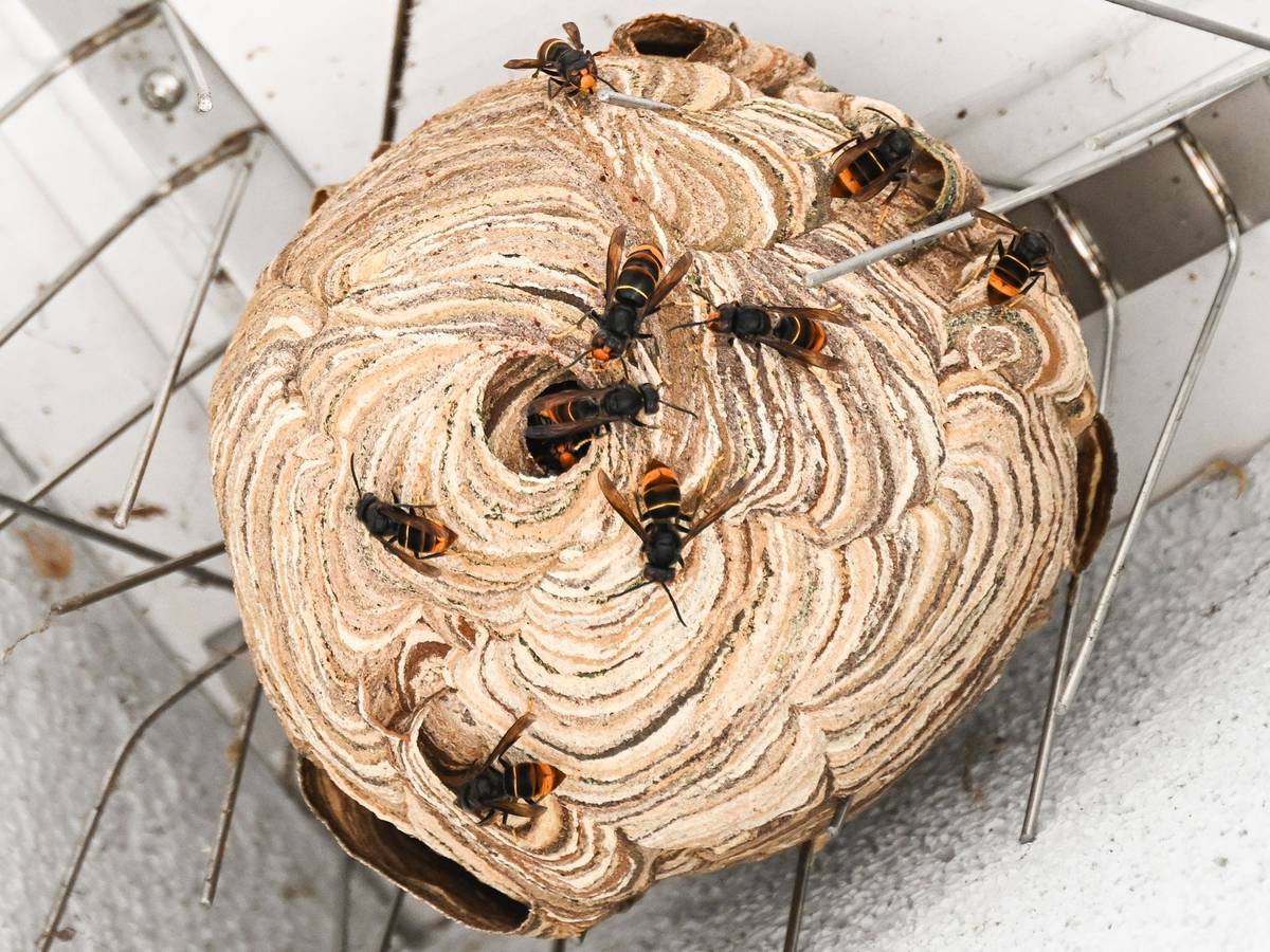Asiatische Hornissen sind vor der Entfernung ihres Nests unter einem Dachvorsprung zu sehen.