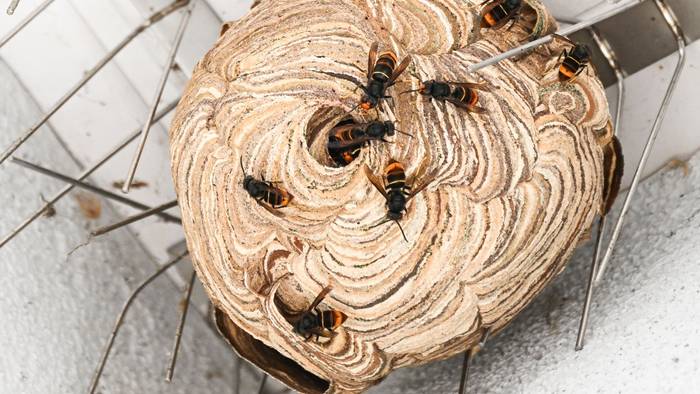 Asiatische Hornissen sind vor der Entfernung ihres Nests unter einem Dachvorsprung zu sehen.