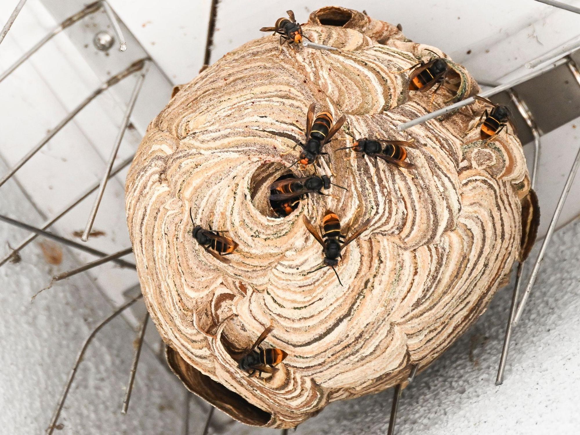 Asiatische Hornissen sind vor der Entfernung ihres Nests unter einem Dachvorsprung zu sehen.