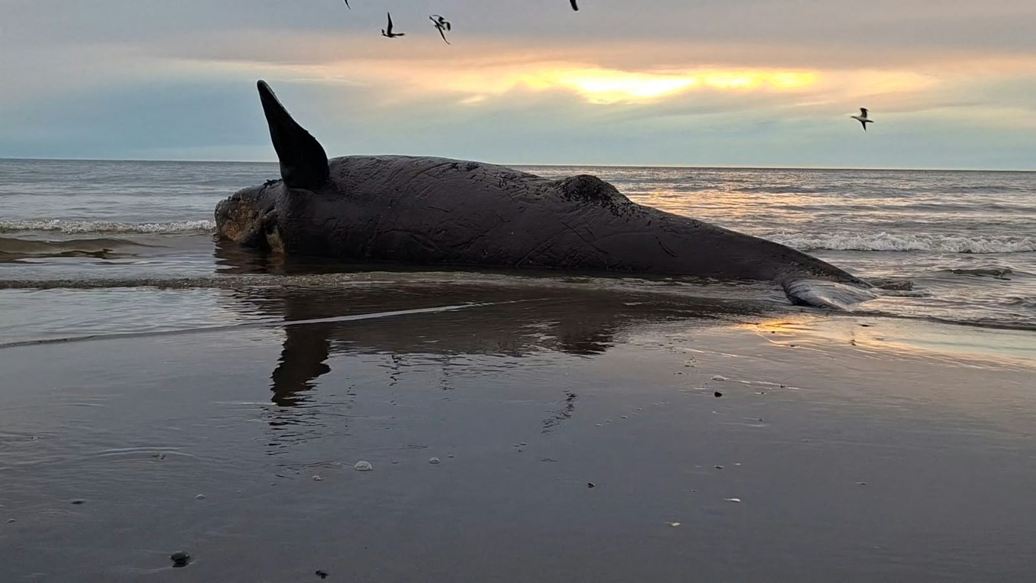 Dutzende toter Jungwale in Patagonien an Land gespült