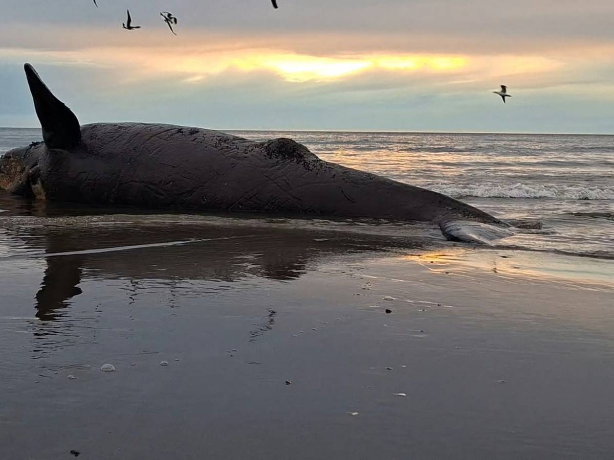 Dutzende toter Jungwale in Patagonien an Land gespült