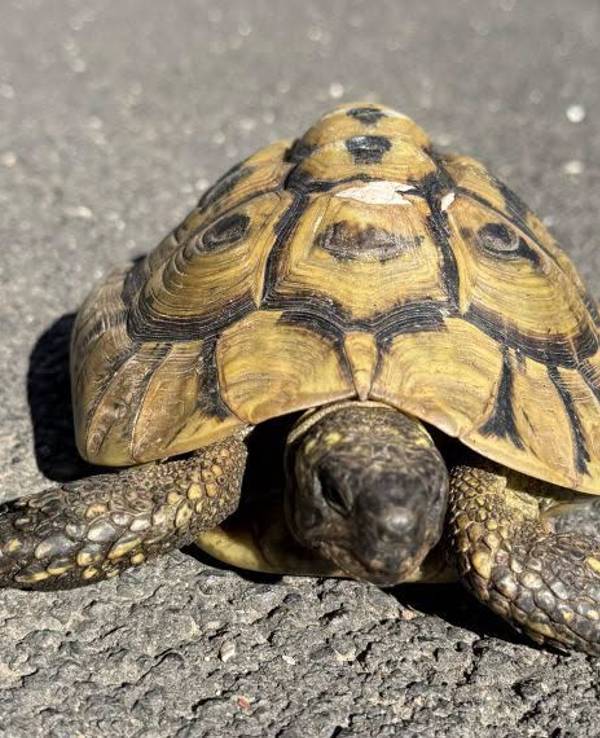 Die Schildkröte hatte einen Schutzengel.