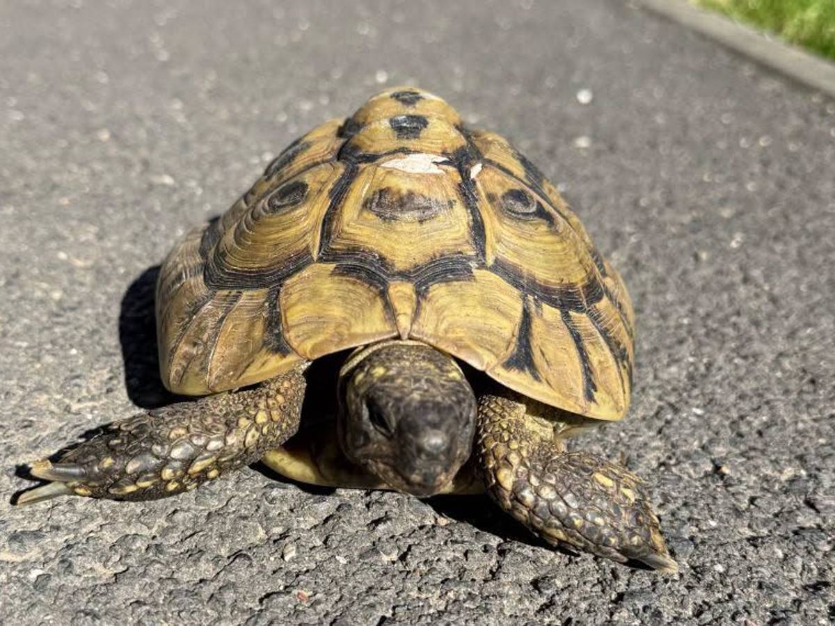 Die Schildkröte hatte einen Schutzengel.