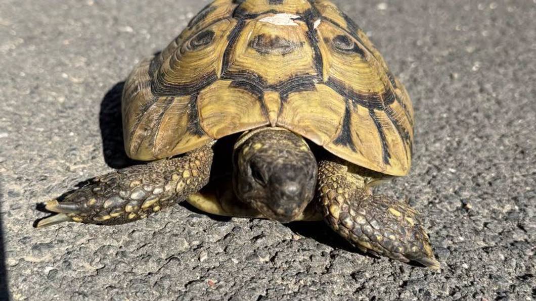 Die Schildkröte hatte einen Schutzengel.