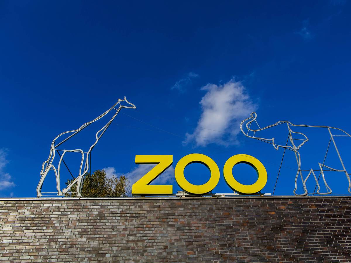 Der Kölner Zoo informiert über Vogelgrippe-Fälle. (Symbolbild)