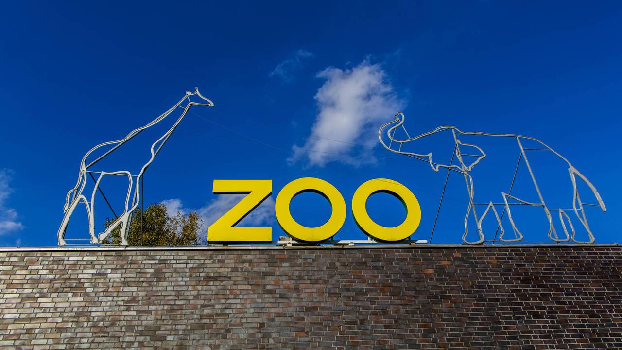 Der Kölner Zoo informiert über Vogelgrippe-Fälle. (Symbolbild)
