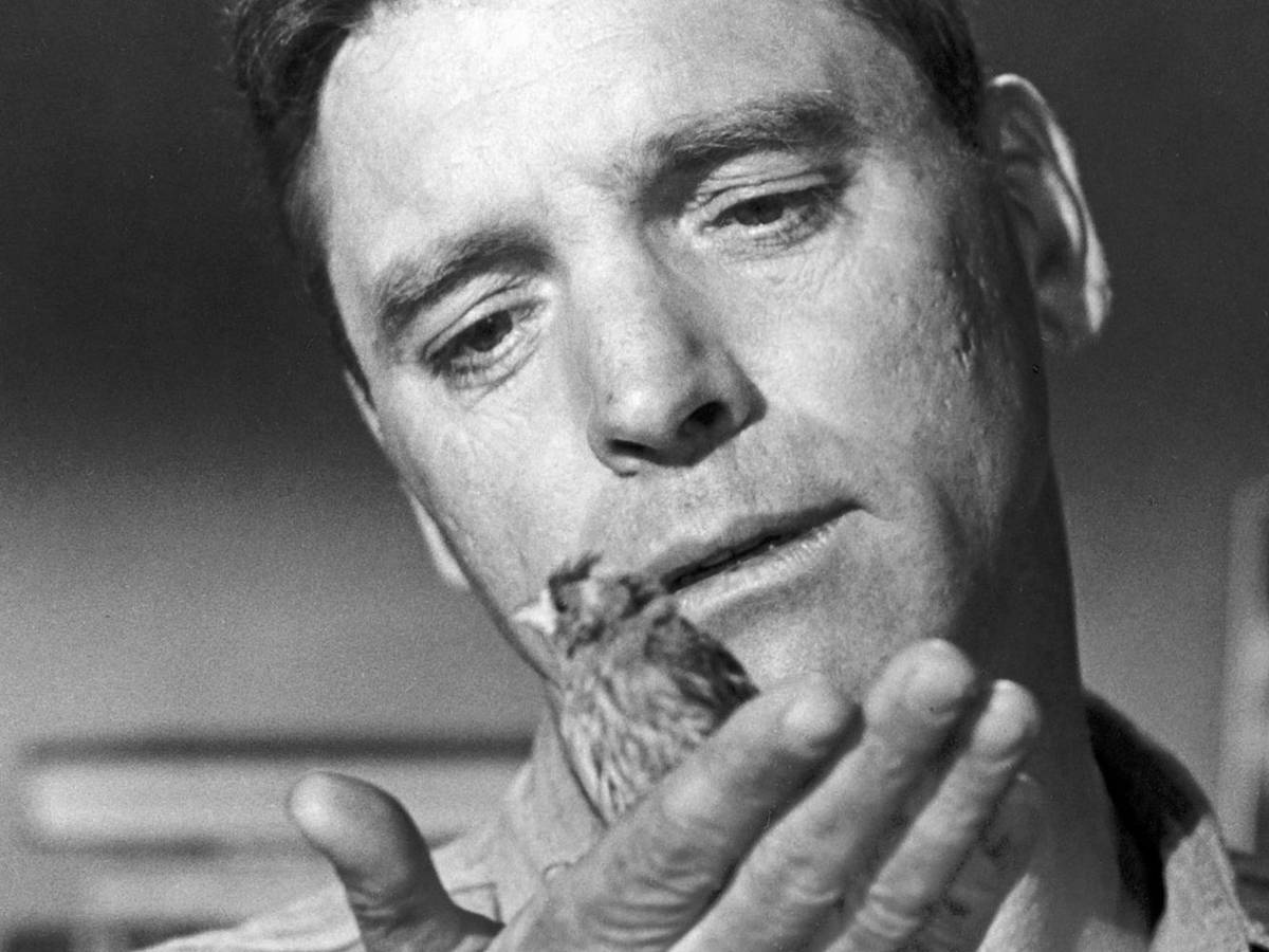 Robert Franklin Stroud (Burt Lancaster) wird vom Mörder zum Vogelexperten in einer berührenden Geschichte über Schuld, Hoffnung und Menschlichkeit. (Bild: 1962 Metro-Goldwyn-Mayer Studios Inc. / All rights reserved)
