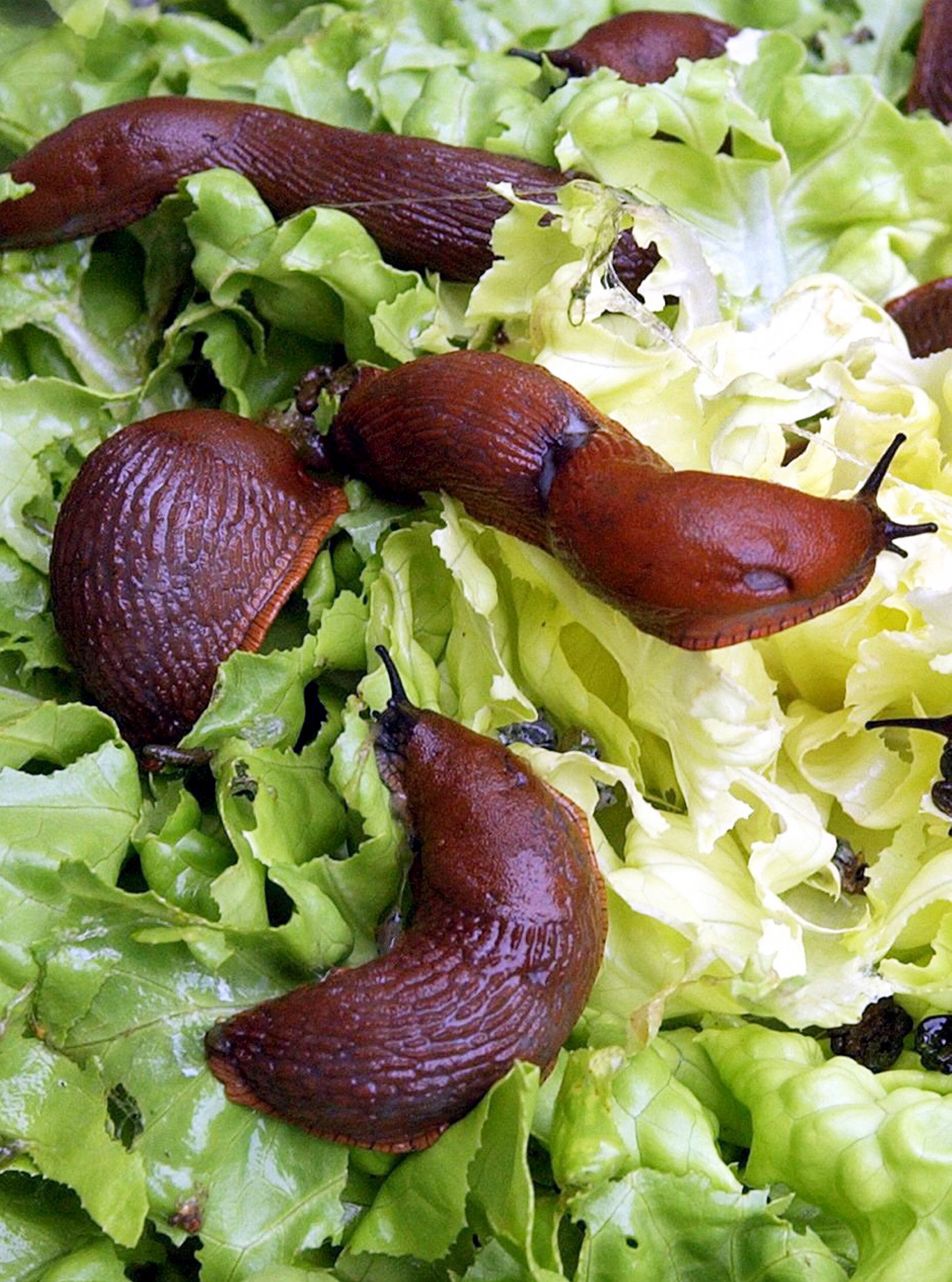 Rotbraune Nacktschnecken sitzen in einem Garten in Leipzig auf einen von ihnen fast abgefressenen Kopfsalat.