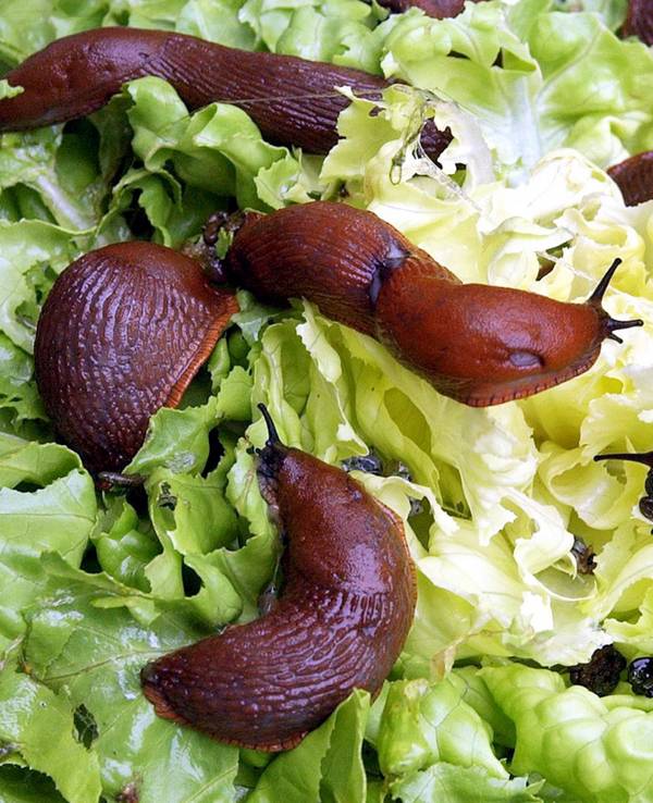 Rotbraune Nacktschnecken sitzen in einem Garten in Leipzig auf einen von ihnen fast abgefressenen Kopfsalat.