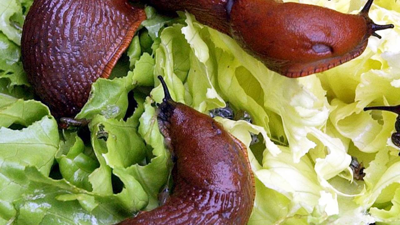 Rotbraune Nacktschnecken sitzen in einem Garten in Leipzig auf einen von ihnen fast abgefressenen Kopfsalat.