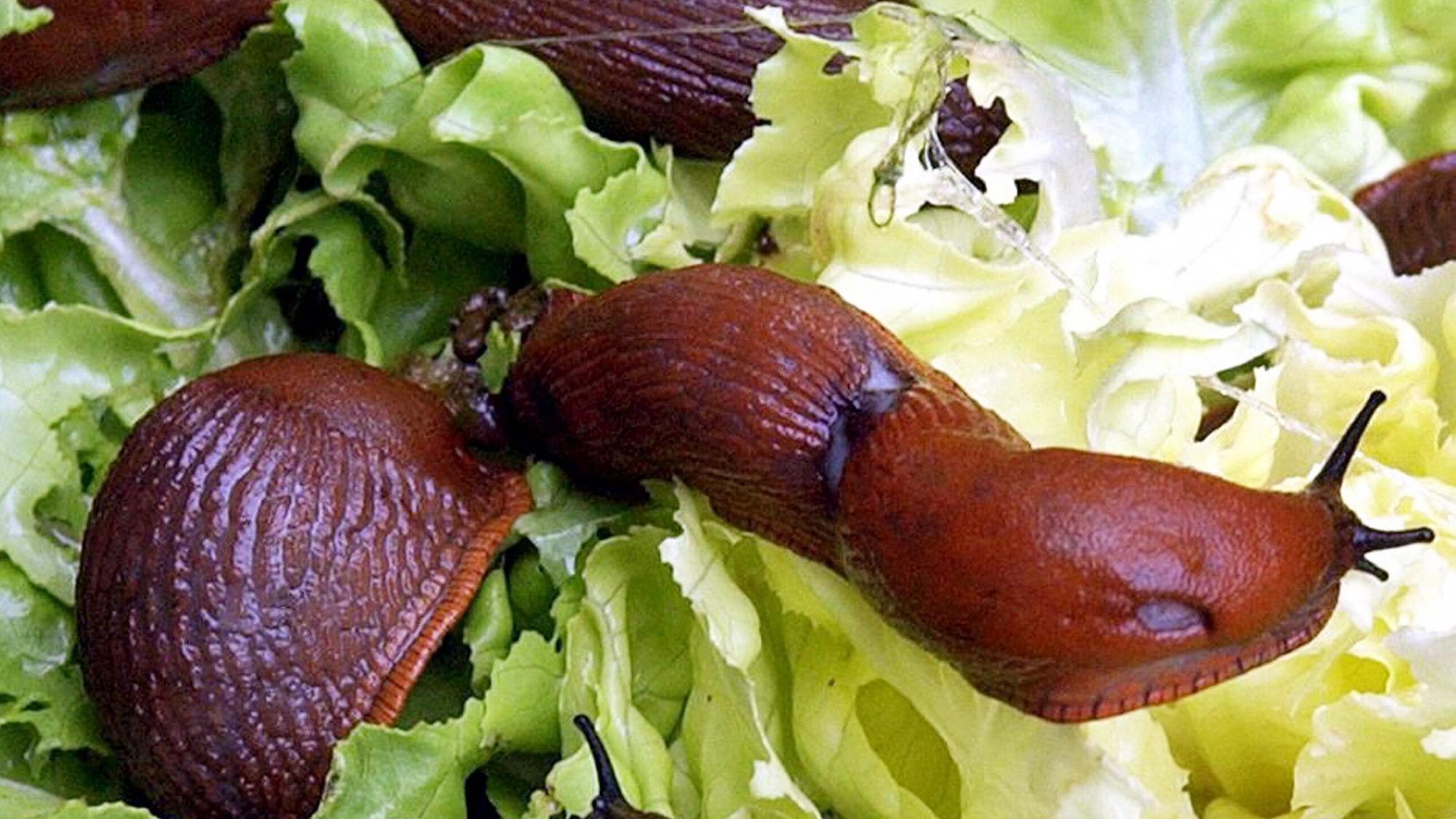 Rotbraune Nacktschnecken sitzen in einem Garten in Leipzig auf einen von ihnen fast abgefressenen Kopfsalat.