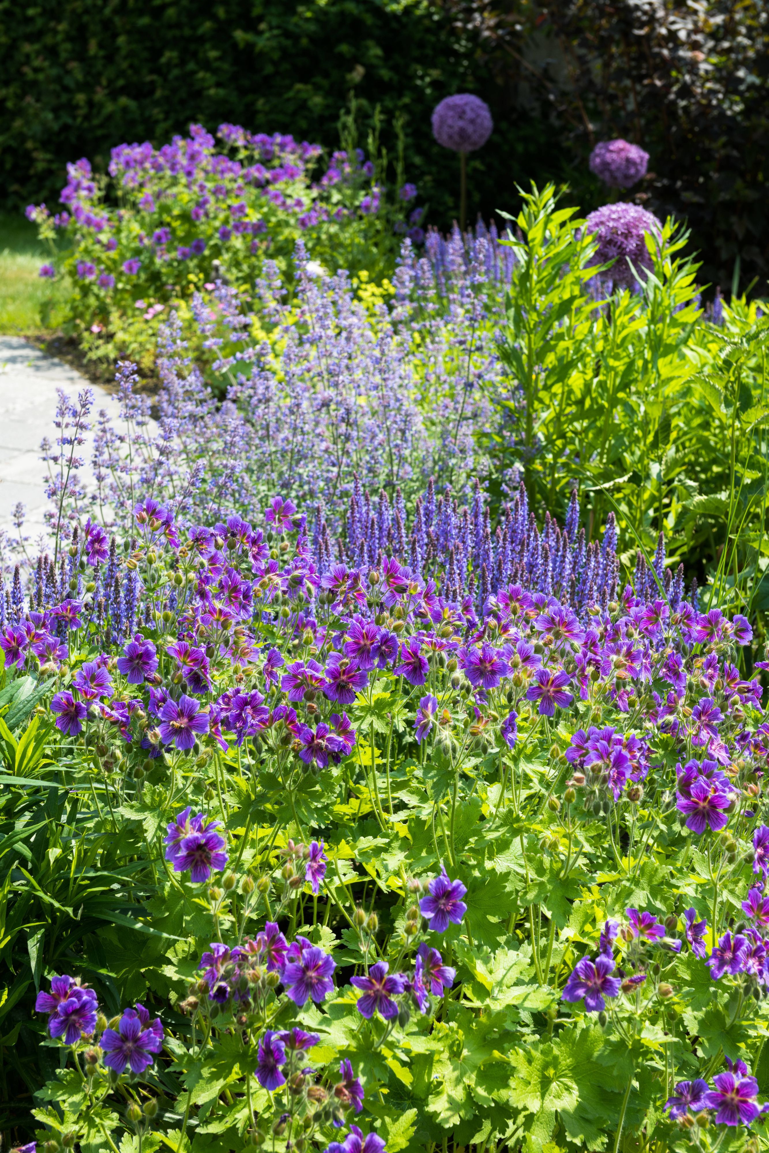 Im Frühling leuchten die blauen Farben im Staudenbeet, wenn Katzenminze, Riesenzierlauch, Prachtstorchschnabel und Salbei um die Wette blühen.r beak and Sage at the Bet bloom 20190606-DSC_2070