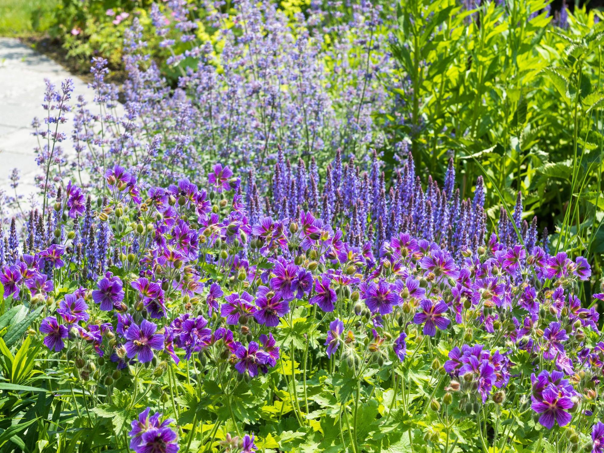 Im Frühling leuchten die blauen Farben im Staudenbeet, wenn Katzenminze, Riesenzierlauch, Prachtstorchschnabel und Salbei um die Wette blühen.r beak and Sage at the Bet bloom 20190606-DSC_2070