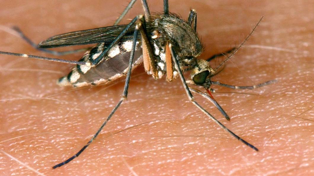 Nachweis von Sindbis-Fieber bei einem Menschen in Deutschland
