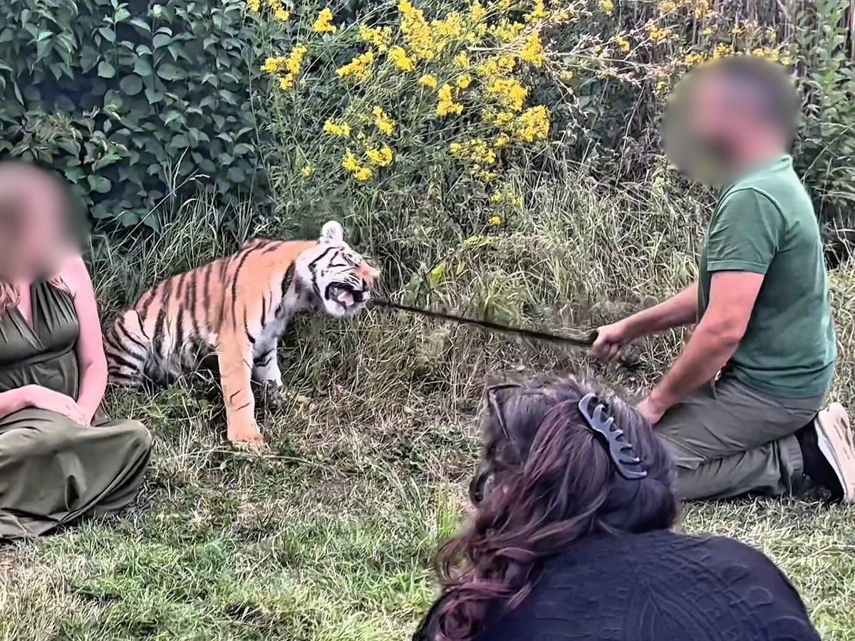 Die Tierschutzorganisation VETO veröffentlichte Aufnahmen von einem sogenannten Wildtiershooting in Wachtberg-Berkum, das Ende August stattfand.
