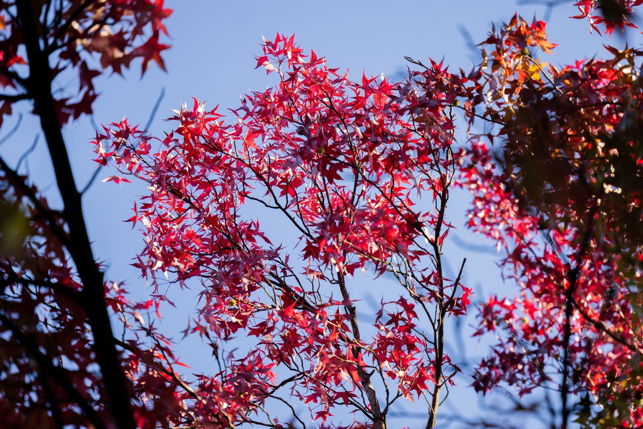 Herbstsonne in Köln