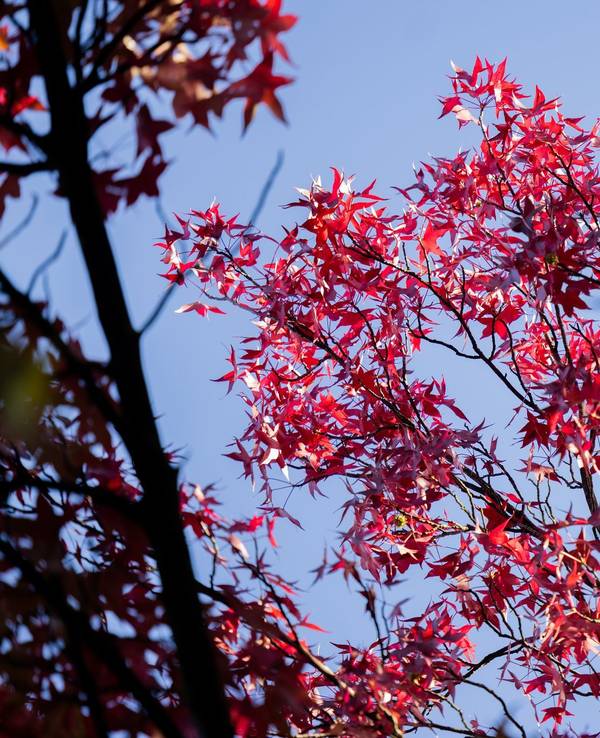 Herbstsonne in Köln
