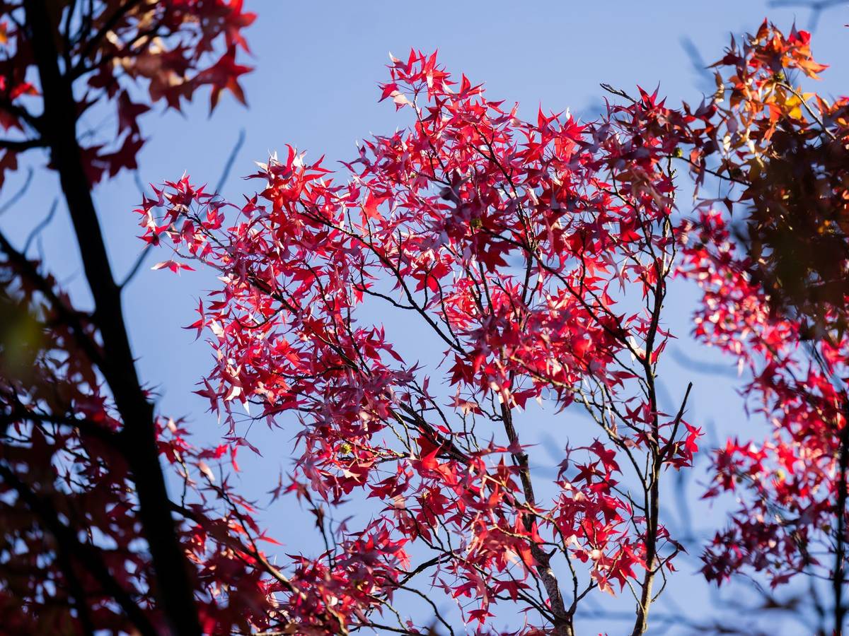Herbstsonne in Köln
