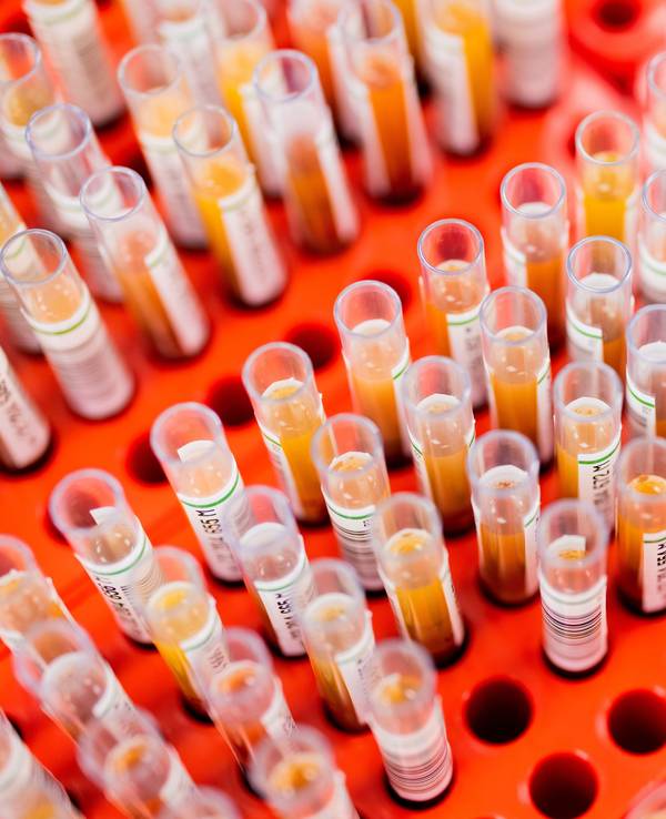 Blutproben von Spenderblut werden im Zentrallabor des DRK-Blutspendedienstes für Krankenhäuser und Praxen untersucht.
