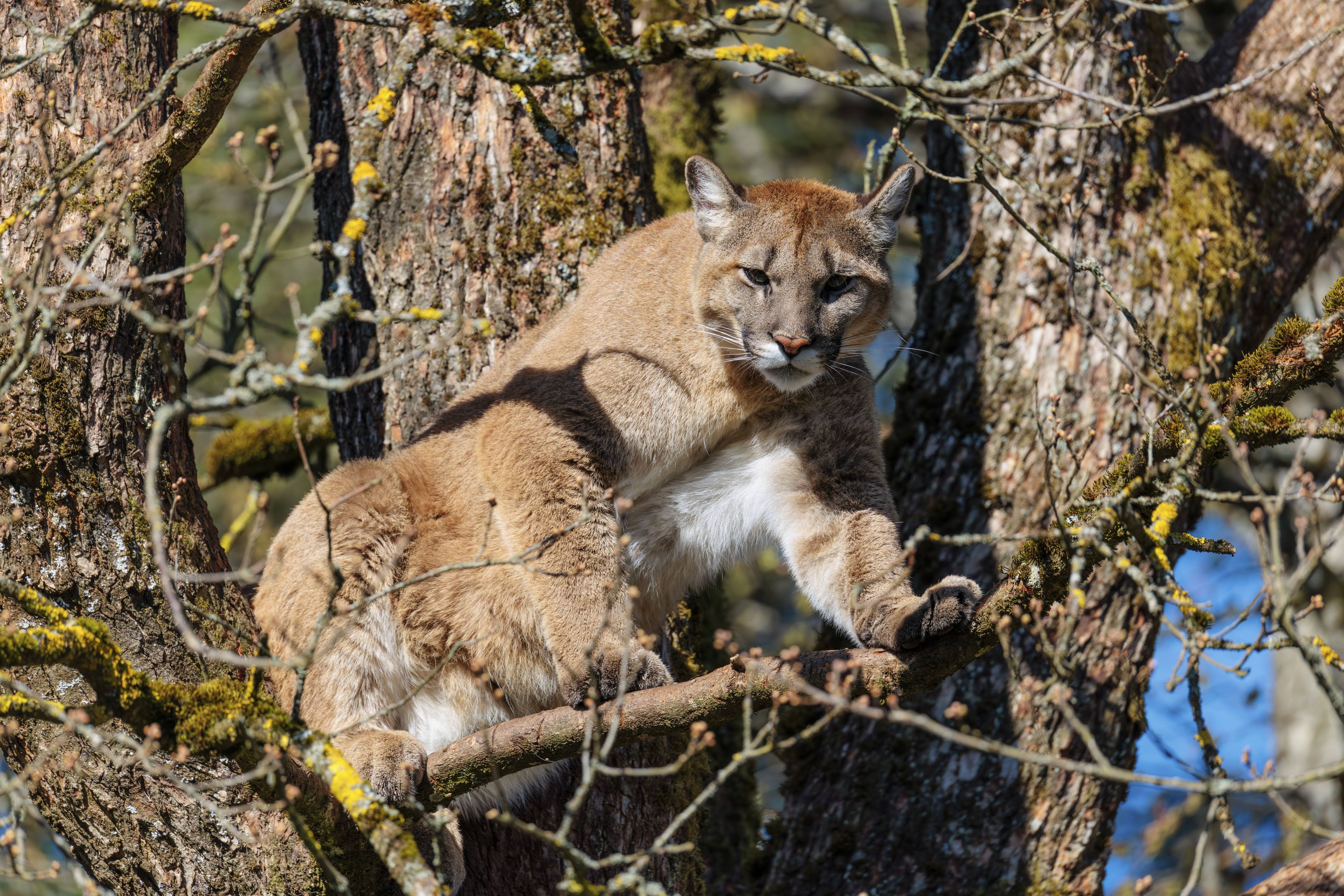 Ein weiblicher Puma an einem sonnigen Tag hoch oben in einer Eiche aus und bewacht sein Revier.