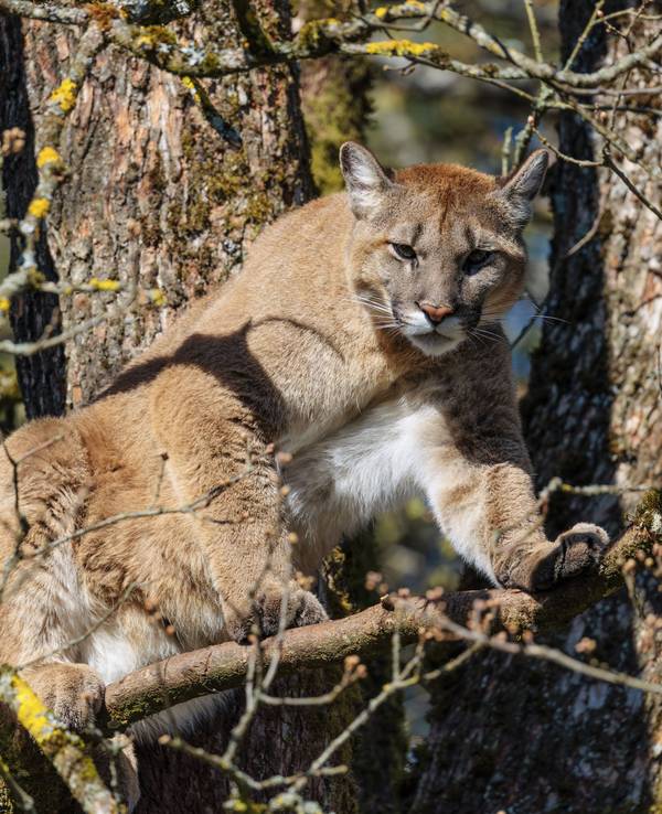 Ein weiblicher Puma an einem sonnigen Tag hoch oben in einer Eiche aus und bewacht sein Revier.