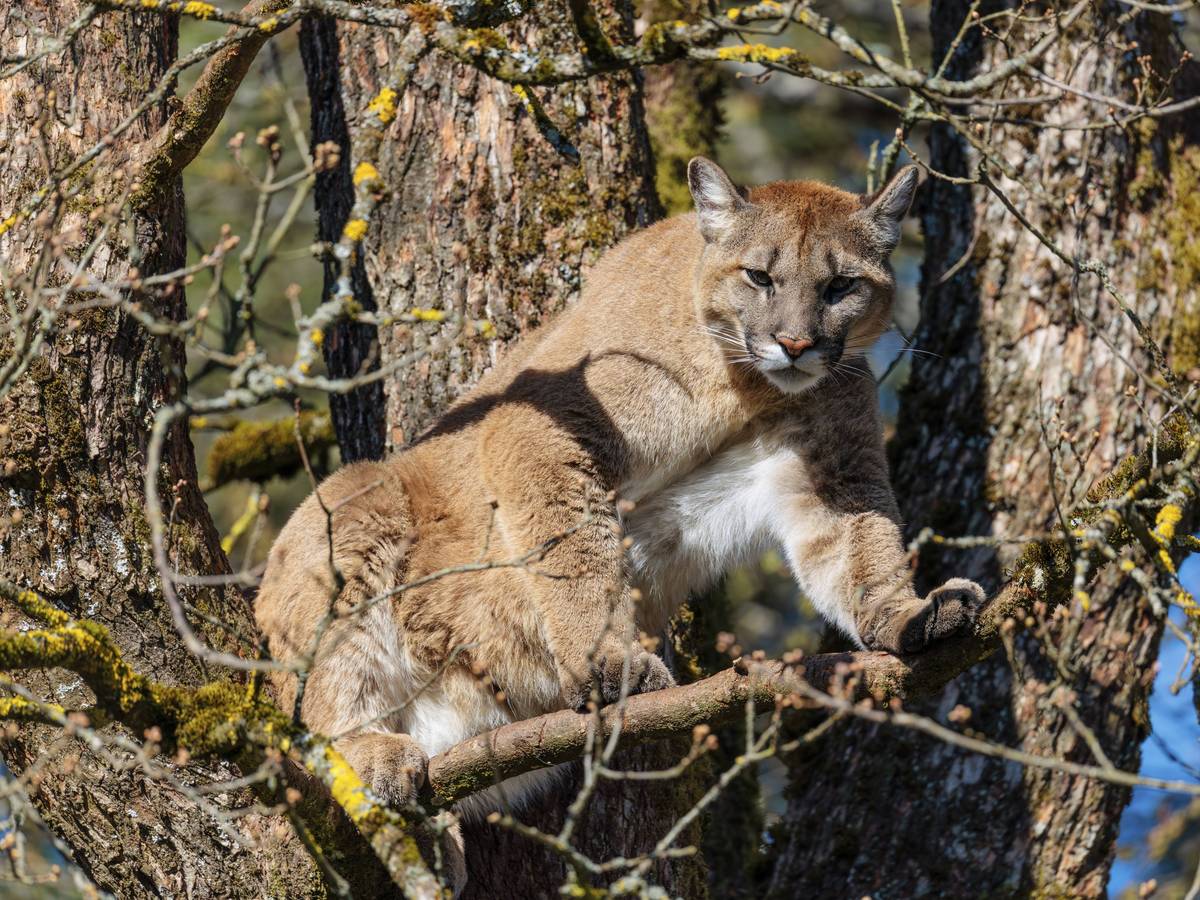 Ein weiblicher Puma an einem sonnigen Tag hoch oben in einer Eiche aus und bewacht sein Revier.
