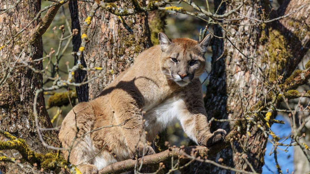 Ein weiblicher Puma an einem sonnigen Tag hoch oben in einer Eiche aus und bewacht sein Revier.