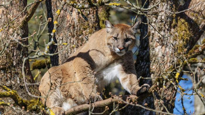 Ein weiblicher Puma an einem sonnigen Tag hoch oben in einer Eiche aus und bewacht sein Revier.
