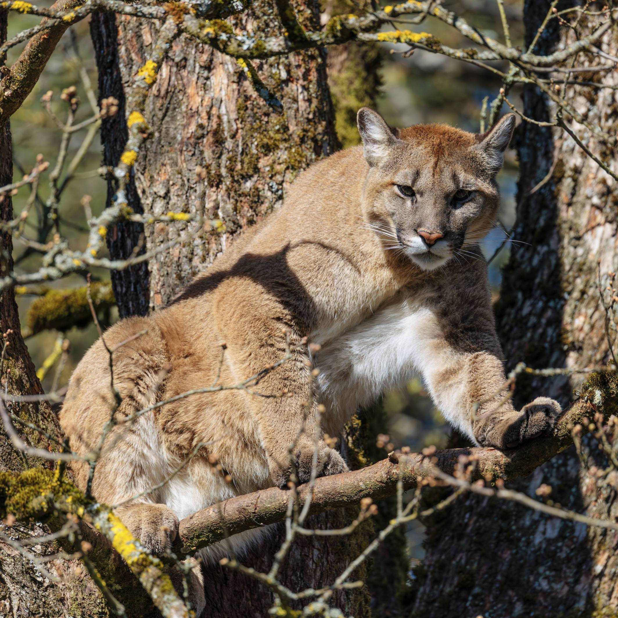 Ein weiblicher Puma an einem sonnigen Tag hoch oben in einer Eiche aus und bewacht sein Revier.