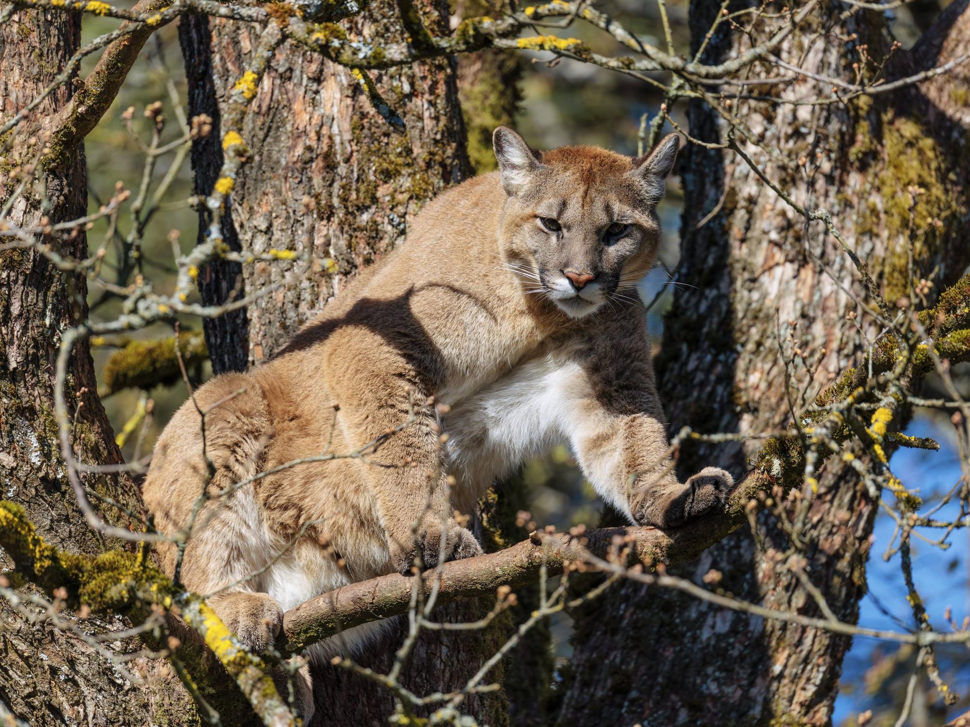 Ein weiblicher Puma an einem sonnigen Tag hoch oben in einer Eiche aus und bewacht sein Revier.