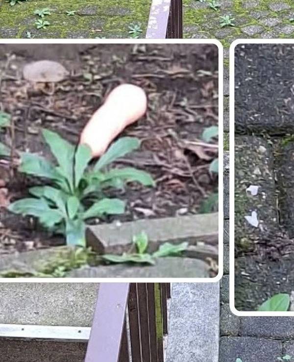 In Köln-Mülheim lagen plötzlich diese zwei Dildos im Hinterhof.