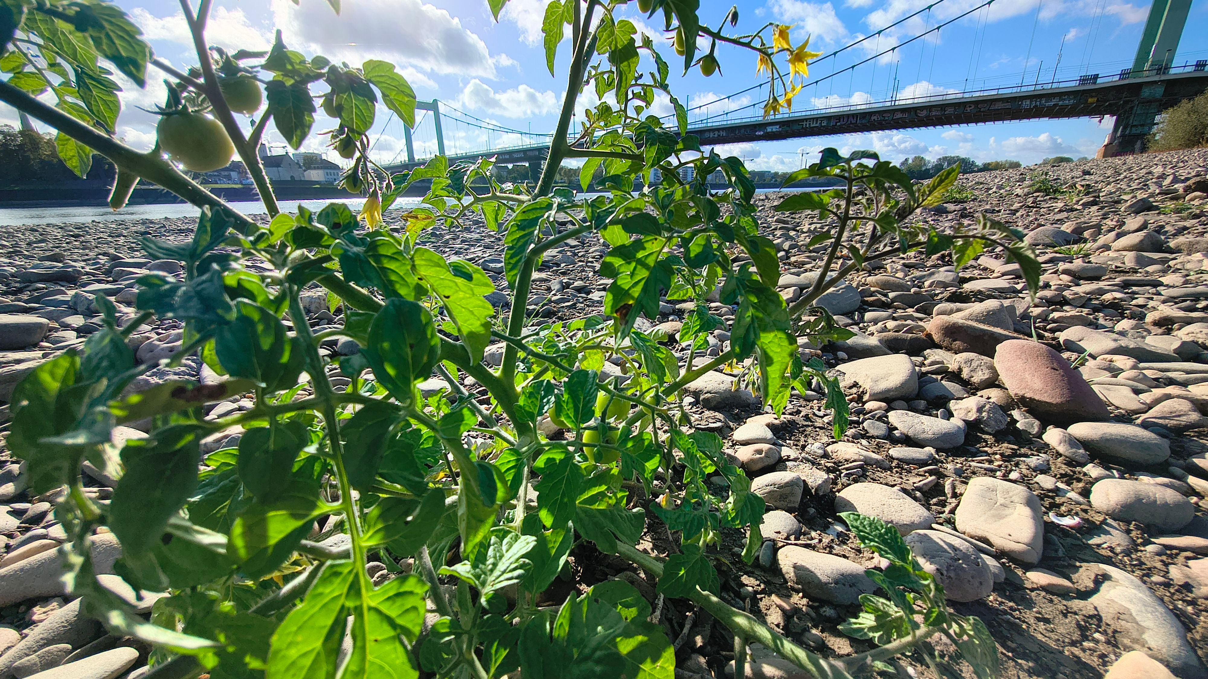 Tomaten wachsen im Kölner Rhein an der Mülheimer Brücke.
