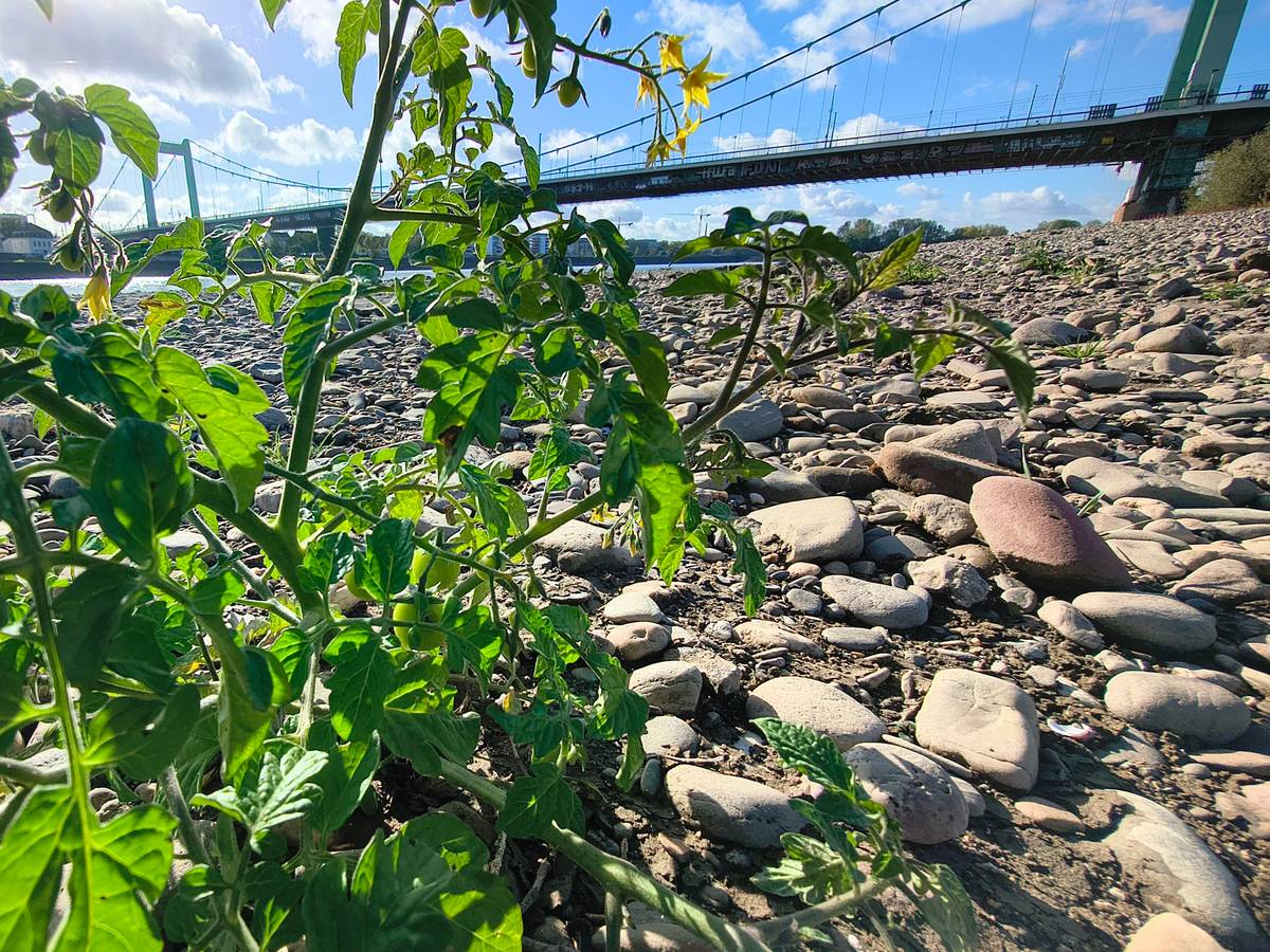 Tomaten wachsen im Kölner Rhein an der Mülheimer Brücke.