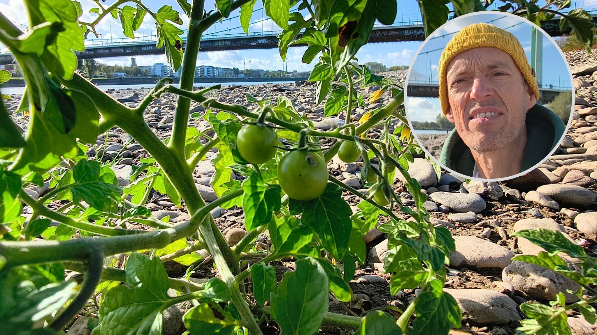 EXPRESS.de-Reporter Matthias Trzeciak fand tatsächlich Tomaten im Rheinbett an der Mülheimer Brücke.