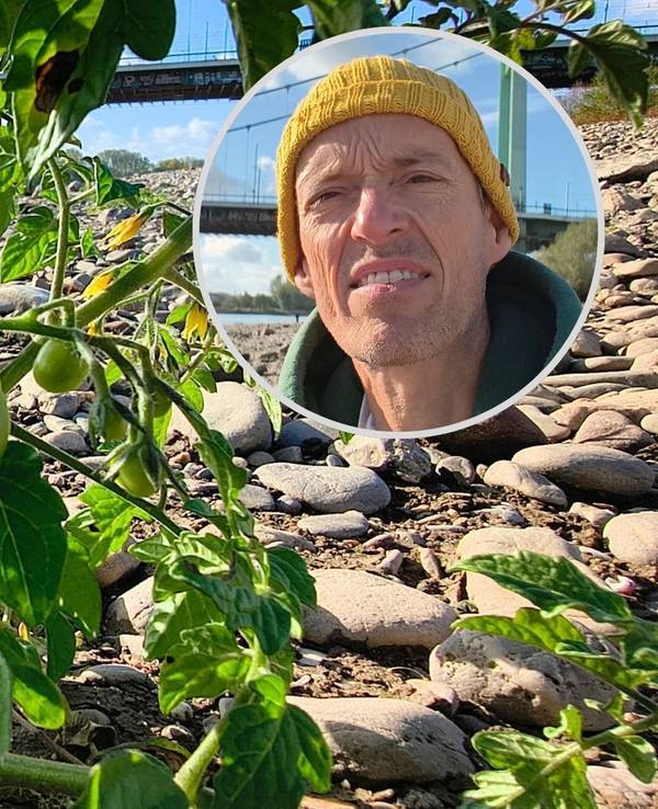 EXPRESS.de-Reporter Matthias Trzeciak fand tatsächlich Tomaten im Rheinbett an der Mülheimer Brücke.