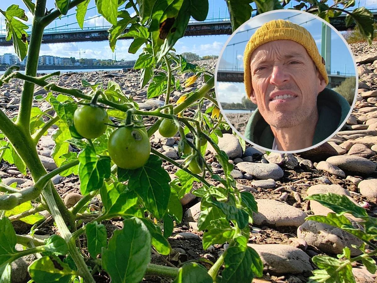EXPRESS.de-Reporter Matthias Trzeciak fand tatsächlich Tomaten im Rheinbett an der Mülheimer Brücke.