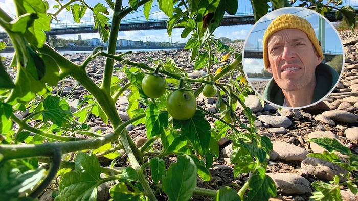 EXPRESS.de-Reporter Matthias Trzeciak fand tatsächlich Tomaten im Rheinbett an der Mülheimer Brücke.