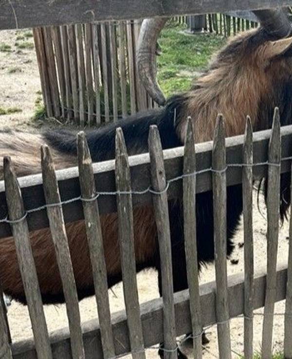Hennes IX im Zoo