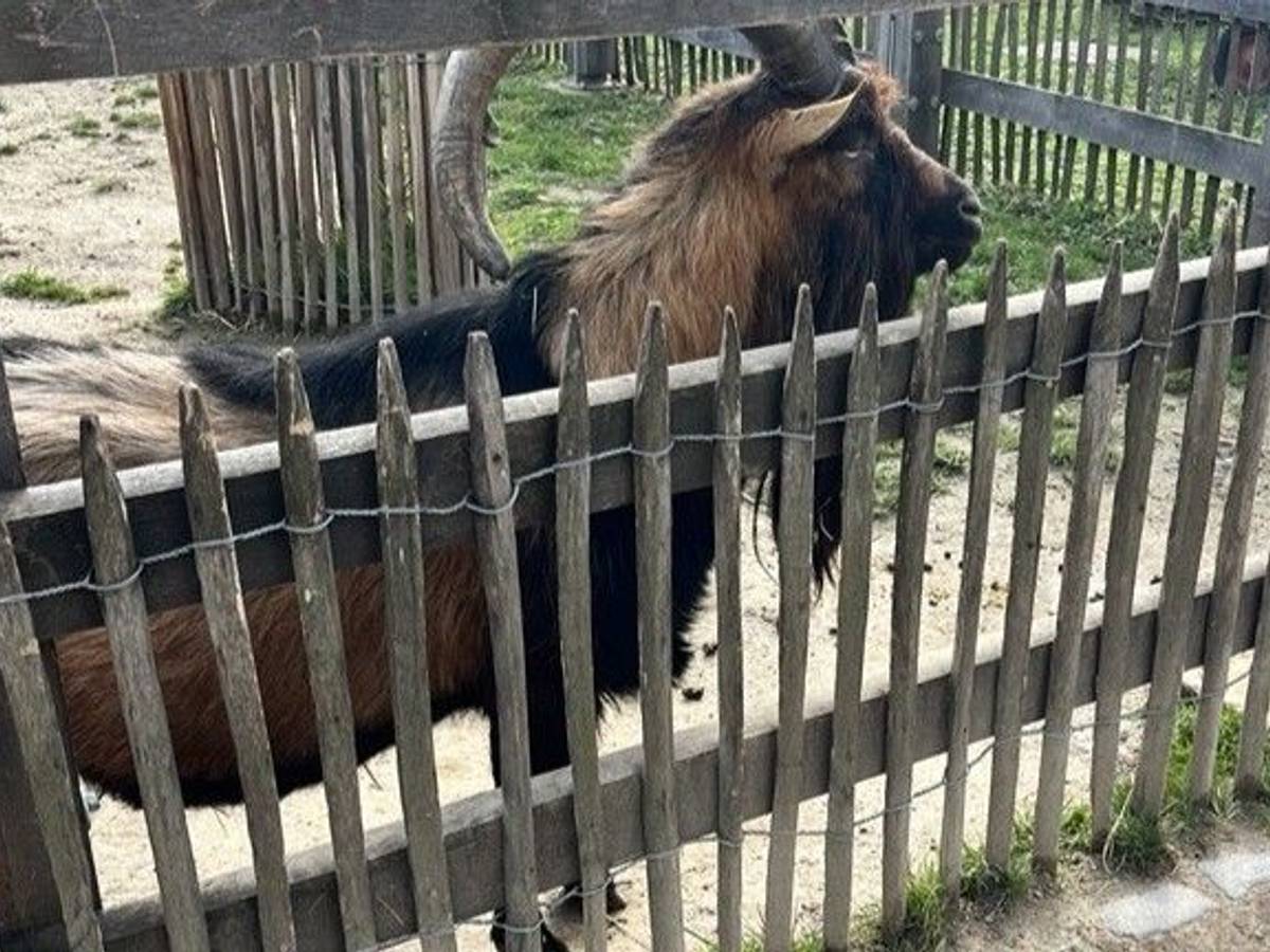 Hennes IX im Zoo