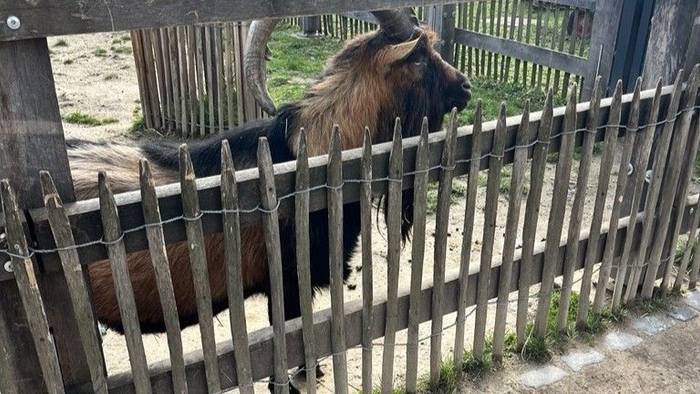 Hennes IX im Zoo