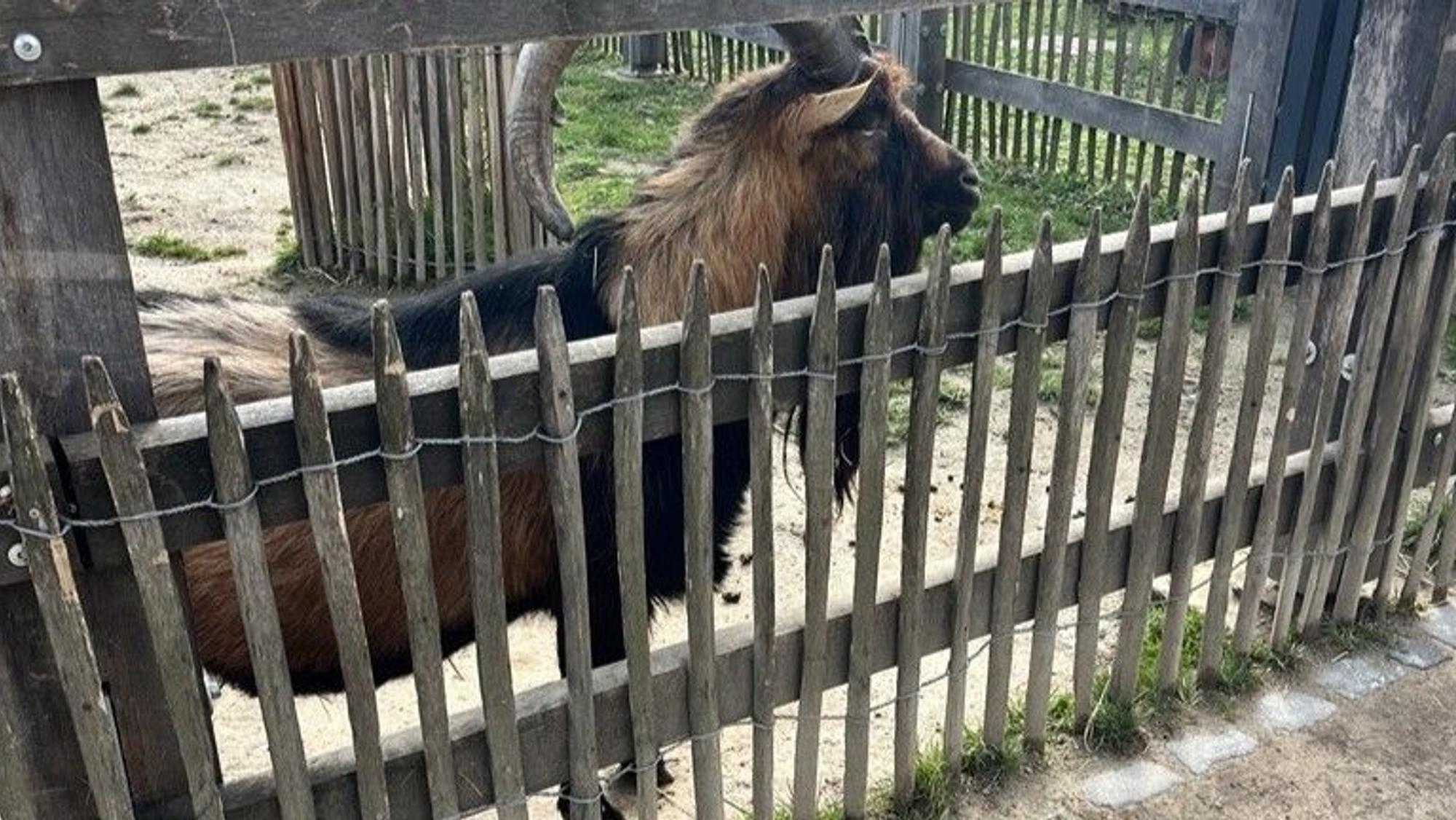 Hennes IX im Zoo