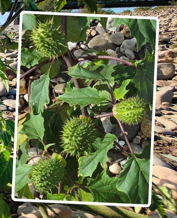 Nicht nur Tomaten wachsen in Köln am Rhein. Dieser Stechapfel (rechts im Foto) wurde in Rodenkirchen am Rhein entdeckt. Die Pflanze ist extrem giftig!