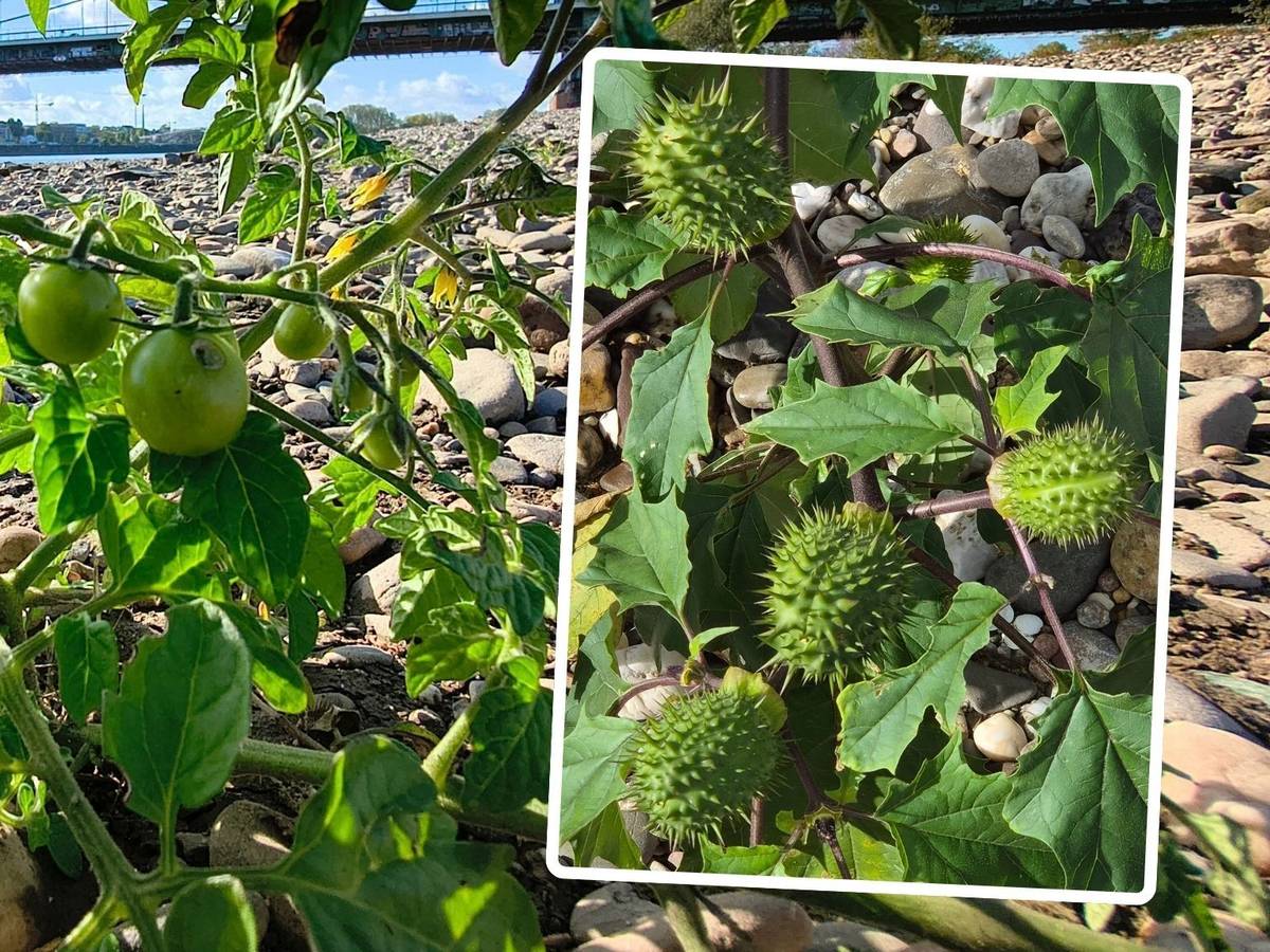 Nicht nur Tomaten wachsen in Köln am Rhein. Dieser Stechapfel (rechts im Foto) wurde in Rodenkirchen am Rhein entdeckt. Die Pflanze ist extrem giftig!