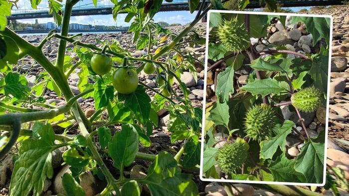 Nicht nur Tomaten wachsen in Köln am Rhein. Dieser Stechapfel (rechts im Foto) wurde in Rodenkirchen am Rhein entdeckt. Die Pflanze ist extrem giftig!
