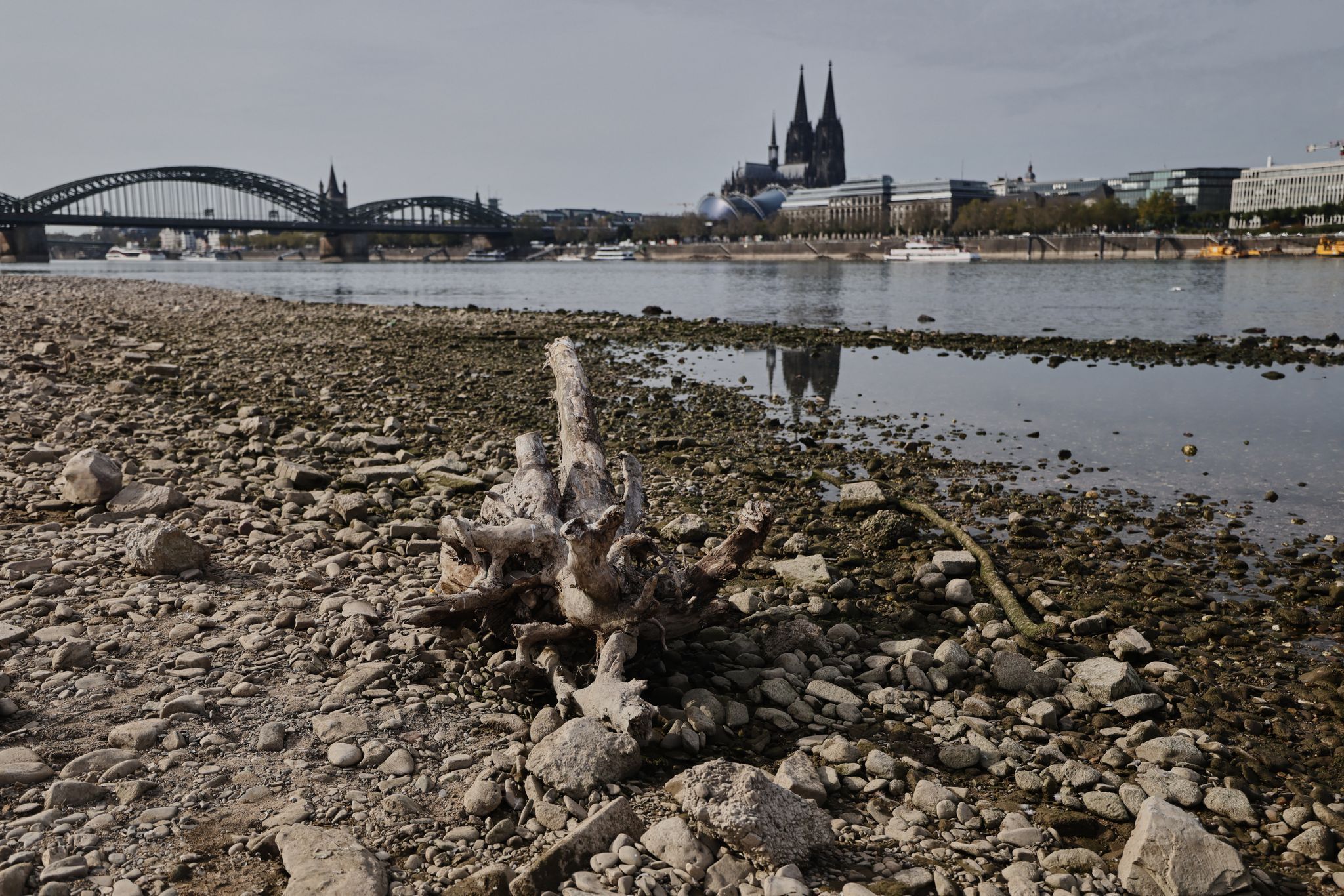 Niedrigwasser am Rhein in Köln