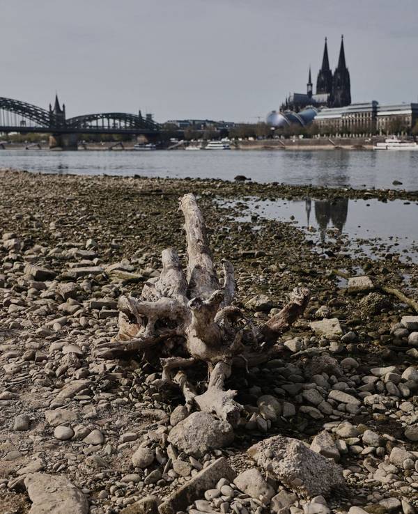 Niedrigwasser am Rhein in Köln