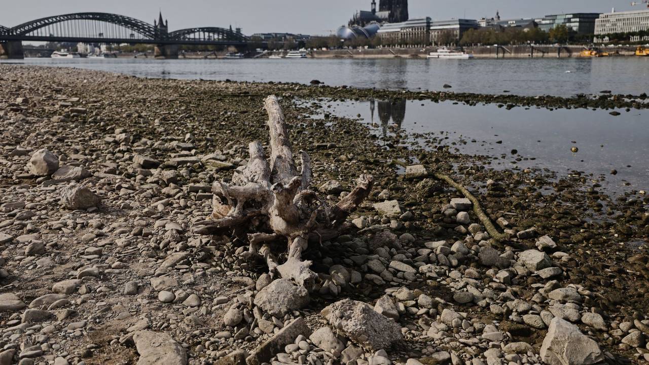 Niedrigwasser am Rhein in Köln