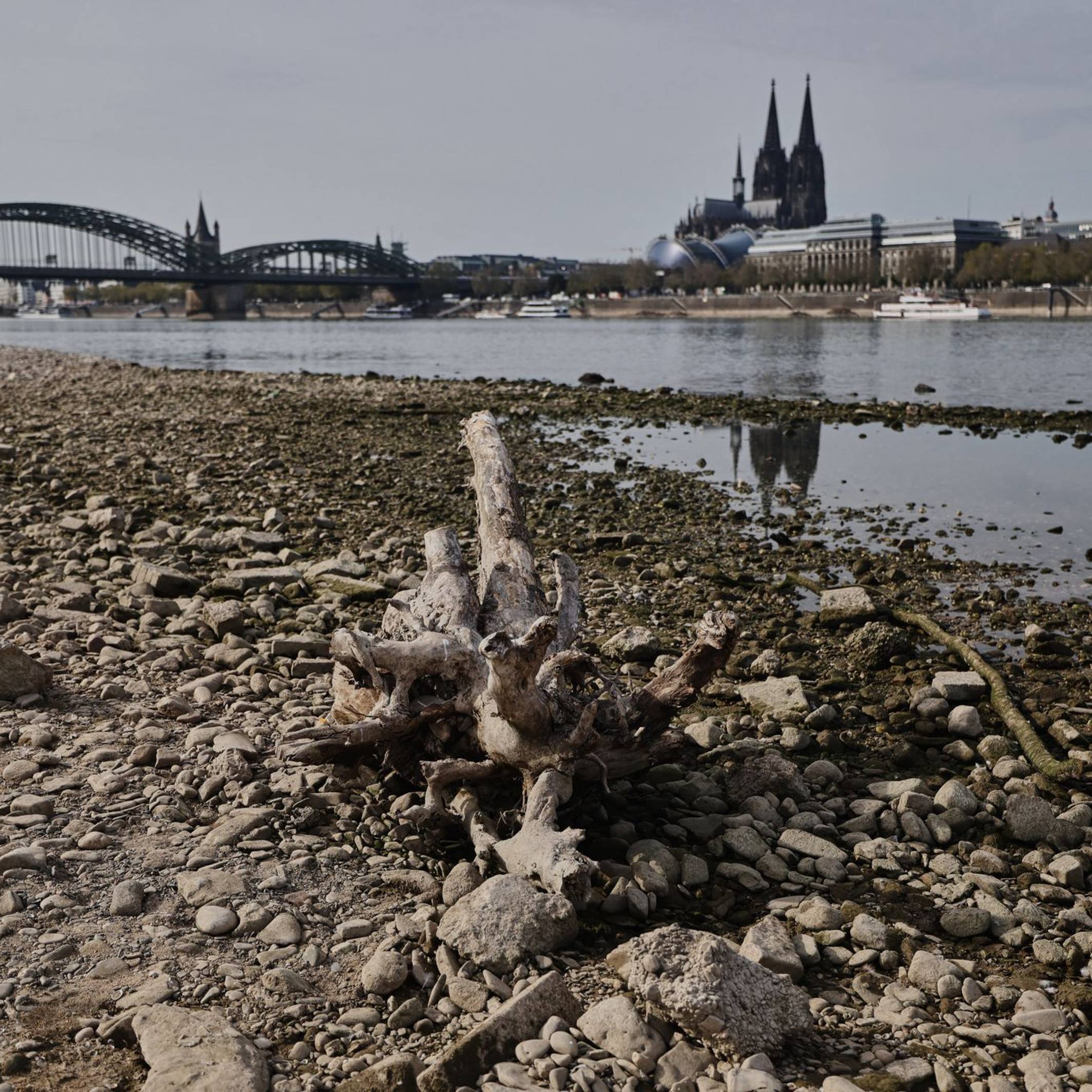 Niedrigwasser am Rhein in Köln