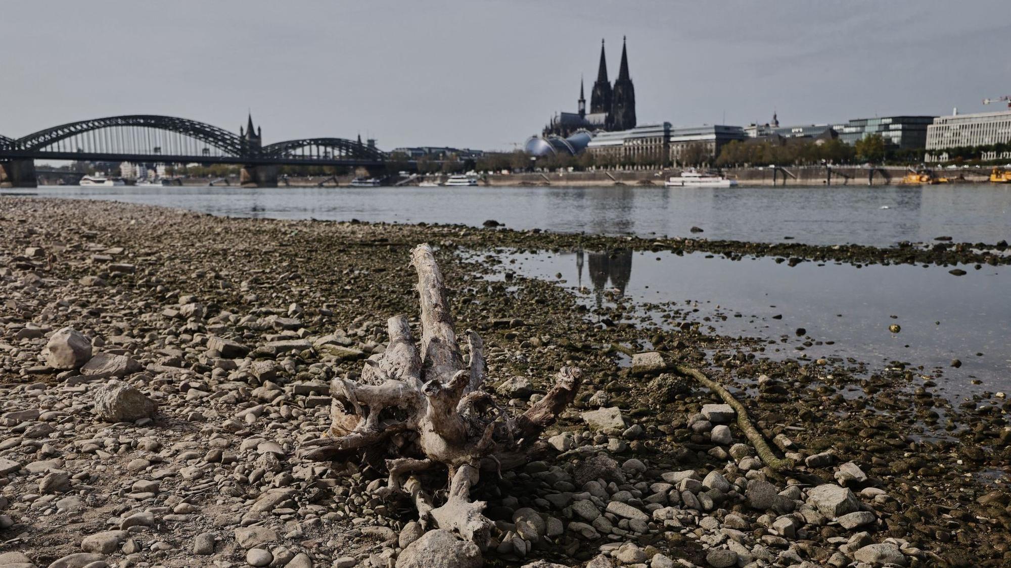 Niedrigwasser am Rhein in Köln